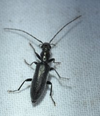 Oxycopis falli