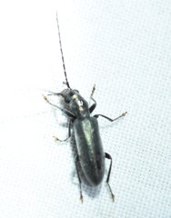 Oxycopis falli
