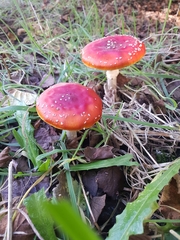 Amanita muscaria