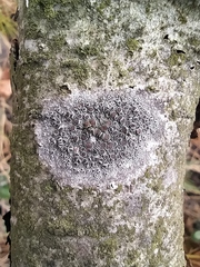 Lecanora argentata