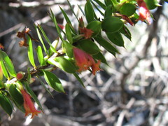 Styphelia piliflora