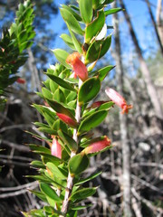 Styphelia piliflora