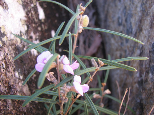 Hovea nana
