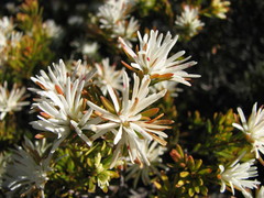 Pseudanthus ligulatus