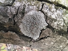 Lecanora argentata