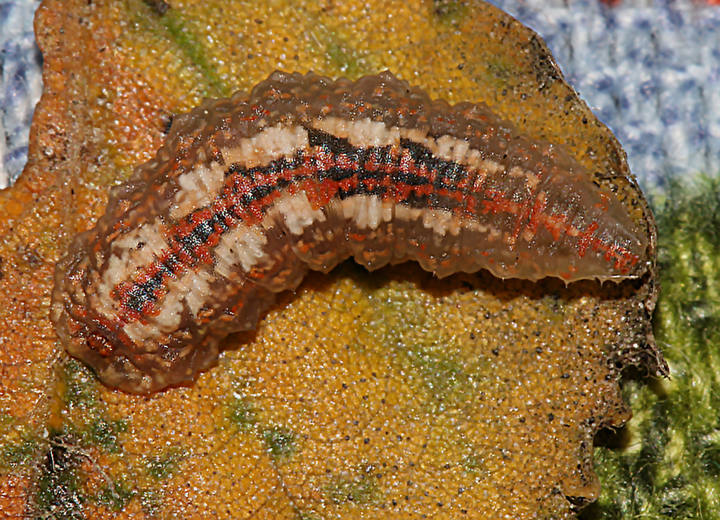 Common Flower Flies