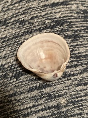 Laevicardium substriatum