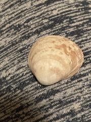 Laevicardium substriatum