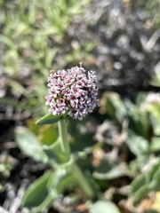 Valeriana carnosa
