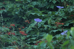 Ipomoea setosa melanotricha