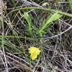 Hibbertia fasciculata