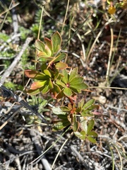 Berberis microphylla