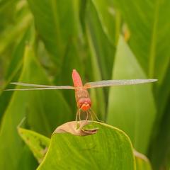Crocothemis servilia