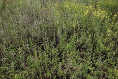 Artemisia mongolica