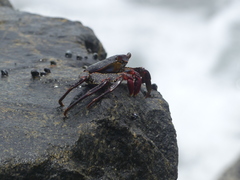 Grapsus grapsus