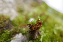 Encalypta streptocarpa