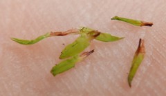 Encalypta streptocarpa