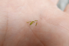 Encalypta streptocarpa