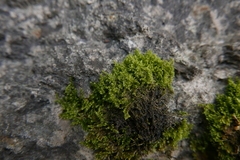 Ctenidium molluscum