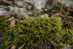 Ctenidium molluscum