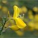 Cytisus scoparius scoparius - Photo (c) julia_HalleFotoFan, some rights reserved (CC BY-NC-SA)