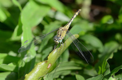 Diplacodes trivialis