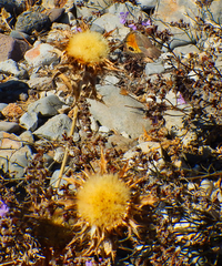 Carlina lanata