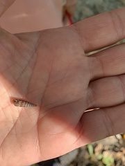 Alinda biplicata