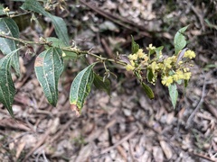 Acacia urophylla