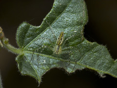 Peucetia rubrolineata
