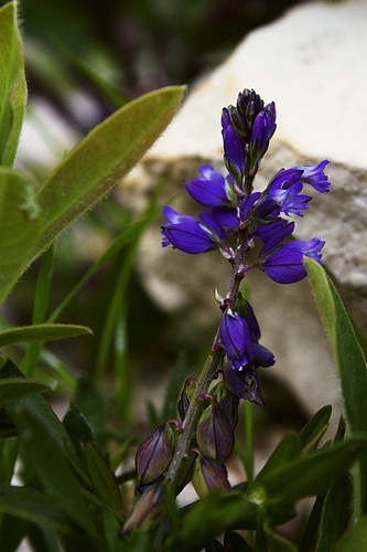 iNaturalist | (c) Kittenbutt, some rights reserved (CC BY-NC) Representative image of Polygala calcarea