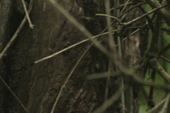 Sphaerodactylus glaucus