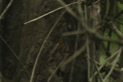 Sphaerodactylus glaucus