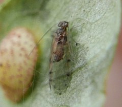 Ectopsocus petersi
