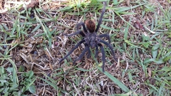 Dugesiella anitahoffmannae