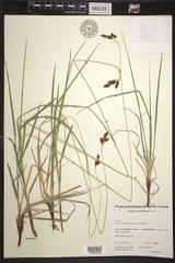 Carex atratiformis