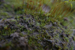 Aloina