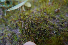 Aloina