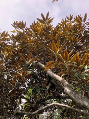 Rhododendron hyperythrum