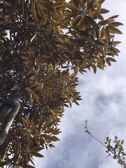 Rhododendron hyperythrum