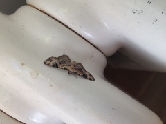 Gymnoscelis rufifasciata