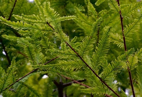 Taxodium distichum