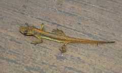 Lissotriton schmidtleri