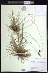 Carex atratiformis