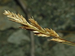 Distichlis spicata stricta