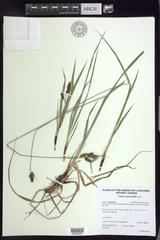 Carex atratiformis