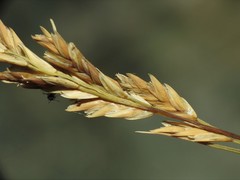 Distichlis spicata stricta