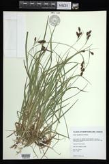 Carex atratiformis