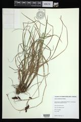 Carex atratiformis