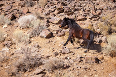 Horse photo 4
